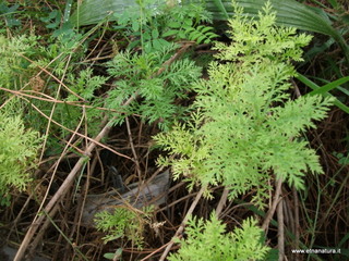 Orto_botanico_Catania - 09-12-2012 11-07-04.JPG